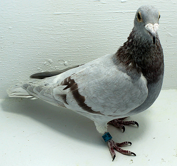 Band: AU 20186 FOYS 2025